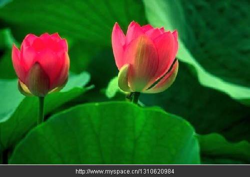 l_bd394c43b3005dabe0fa355f23cfac63.jpg